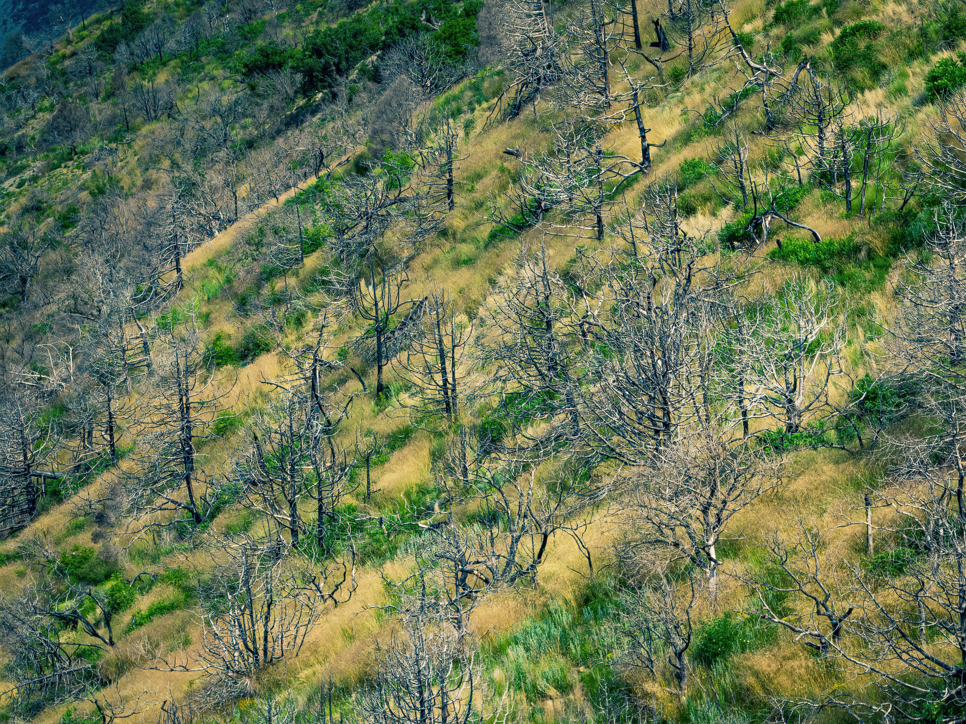Многие можжевеловые деревья продолжали тлеть еще несколько дней © Фото Антона Быкова, Юга.ру