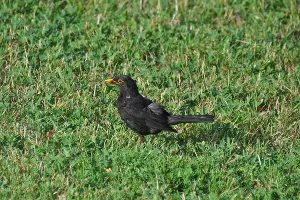 Черный дрозд &copy;&nbsp;Фото пресс-службы Сочинского нацпарка