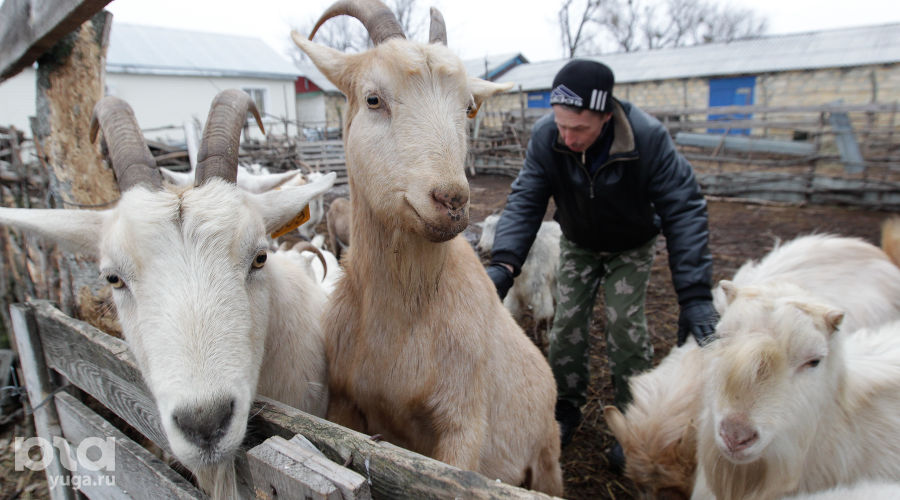  © Фото Эдуарда Корниенко, Юга.ру