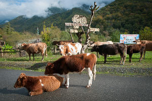 Туристическая Абхазия &copy;&nbsp;Елена Синеок, ЮГА.ру