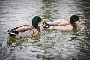  &copy;&nbsp;Фото Елены Синеок, Юга.ру