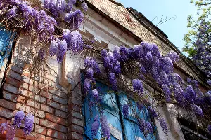 Цветение глицинии в Краснодаре &copy;&nbsp;Фото Марины Солошко, Юга.ру
