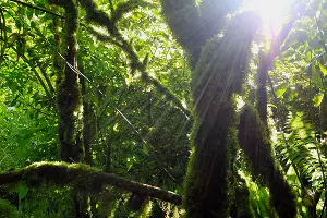 Тисо-самшитовая роща в Сочи &copy;&nbsp;Фото Марины Солошко, Юга.ру