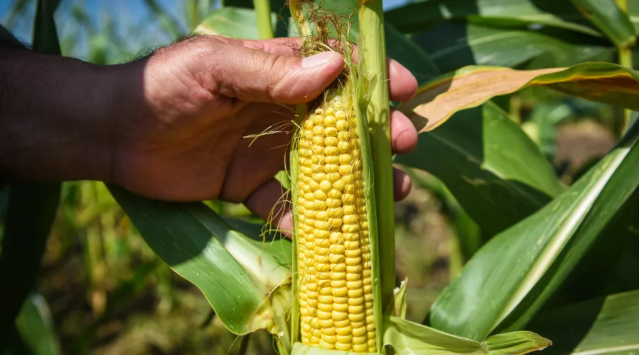  &copy;&nbsp;Елена Синеок, ЮГА.ру