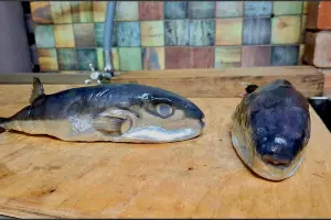  &copy;&nbsp;Скриншот из телеграм-канала прокуратуры Краснодарского края https://t.me/proc_23/25106?single