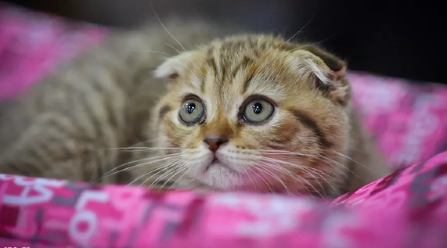  &copy;&nbsp;Елена Синеок, ЮГА.ру