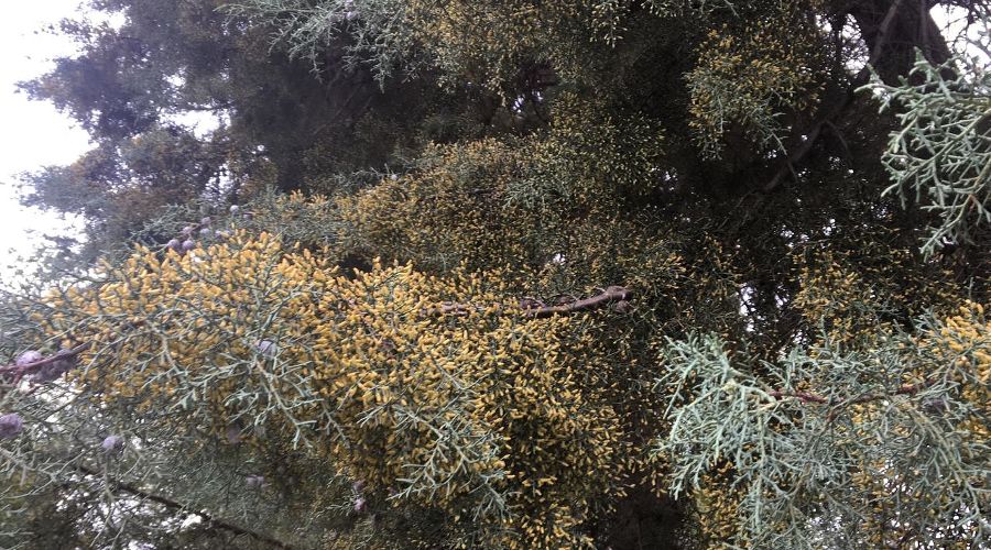 Цветущий кипарис &copy;&nbsp;Фото пресс-службы Сочинского нацпарка