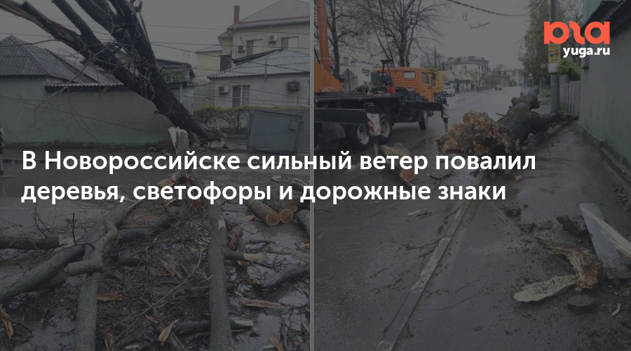 В Новороссийске сильный ветер повалил деревья, светофоры и дорожные знаки