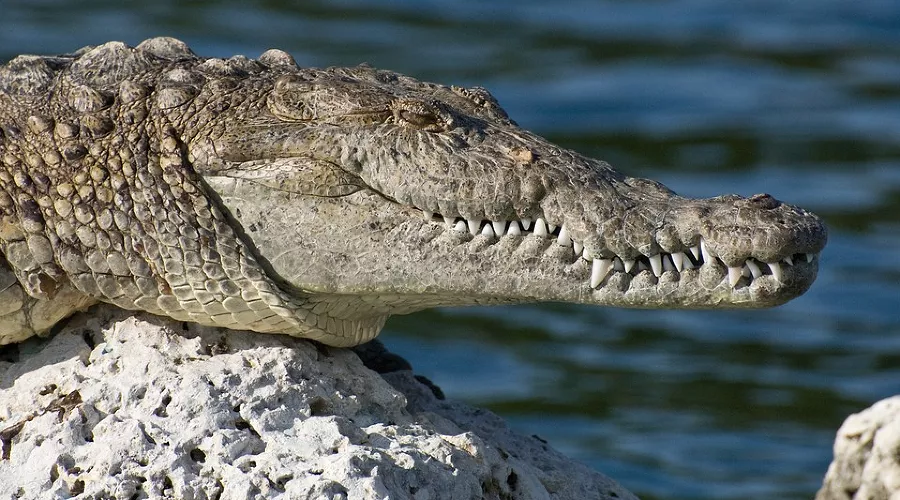  &copy;&nbsp;Фото с сайта pixabay.com