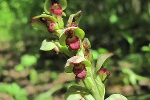Стевениелла сатириовидная &copy;&nbsp;Фото Галины Гуниной, предоставлено пресс-службой МГТУ
