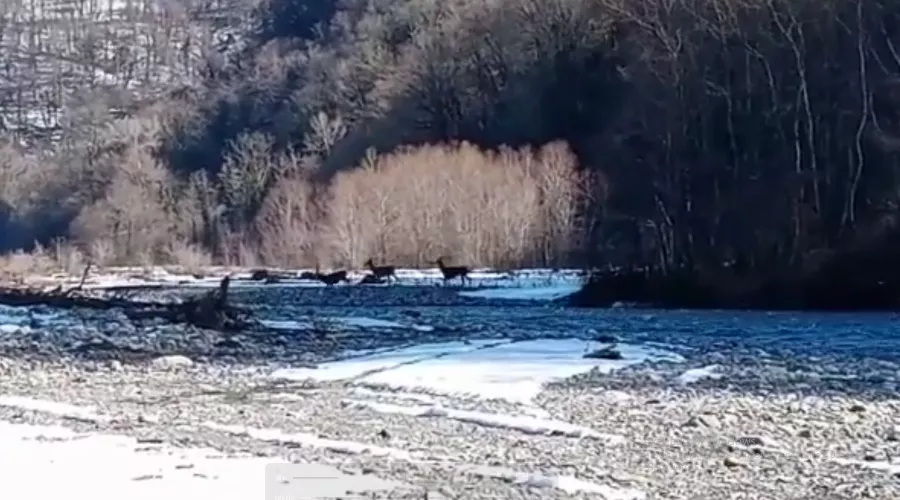  &copy;&nbsp;Скриншот видео из инстаграма Сочинского национального парка, instagram.com/p/CNCdL8JFbMB/