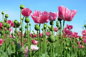  © Фото с сайта pixabay.com