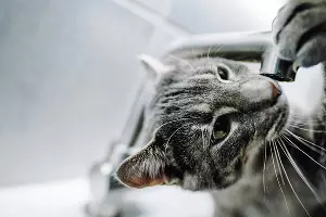  &copy;&nbsp;Фото Kazuky Akayashi, unsplash.com