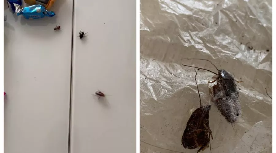  &copy;&nbsp;Скриншот из телеграм-канала Юрия Озаровского https://t.me/MoreOz/112681