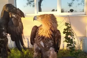  &copy;&nbsp;Фото пресс-службы ОМВД Анапы