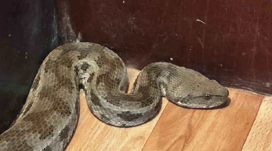  © Фото предоставлено пресс-службой Сочинского национального парка