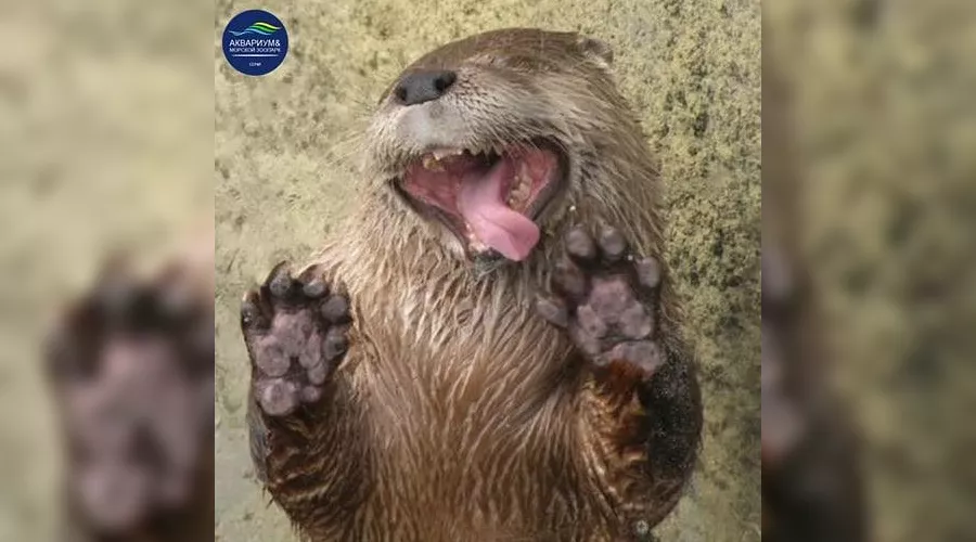 Выдра Гарри &copy;&nbsp;Фото из аккаунта instagram.com/aquazoosochi