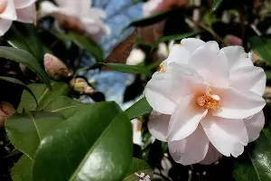 Японский сад &copy;&nbsp;Андрей Малеваный Юга.ру