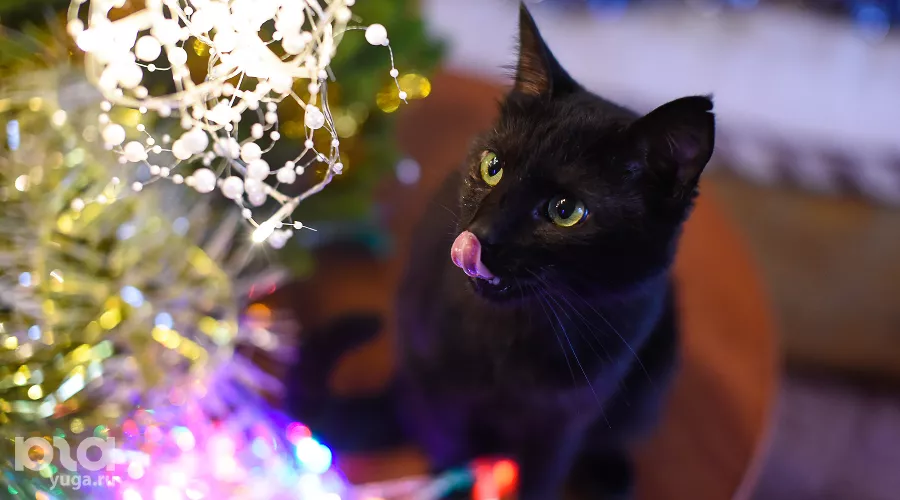  &copy;&nbsp;Фото Елены Синеок, Юга.ру