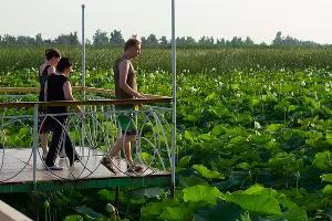 Озеро лотосов рядом с Белозерным &copy;&nbsp;Фото Евгения Маханько