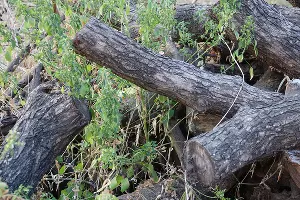  &copy;&nbsp;фото lachetas с сайта Freepik https://www.freepik.com/free-photo/wooden-trunks_1051056.htm