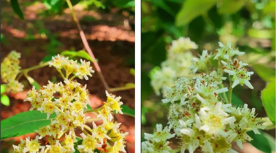  &copy;&nbsp;Коллаж из скриншотов фото из телеграм-канала &laquo;Дендропарк &laquo;Южные культуры&raquo;