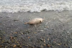  &copy;&nbsp;Фото из группы &laquo;Типичная Анапа&raquo; &laquo;ВКонтакте&raquo;, vk.com/bestanapa