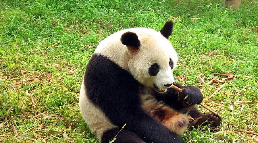  &copy;&nbsp;Фото с сайта commons.wikimedia.org/w/index.php?curid=531563, CC BY-SA 2.5 es