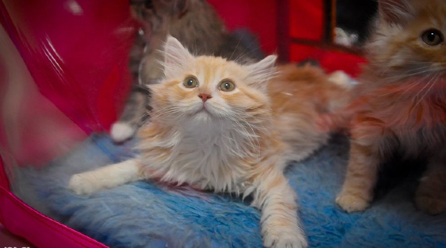  © Елена Синеок, ЮГА.ру