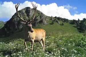 Олень на горе Ахцархва &copy;&nbsp;Фото пресс-службы отделения &laquo;Российский Кавказ&raquo; WWF России