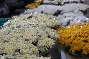 Цветочная ярмарка в Краснодаре &copy;&nbsp;Фото пресс-службы администрации Краснодара