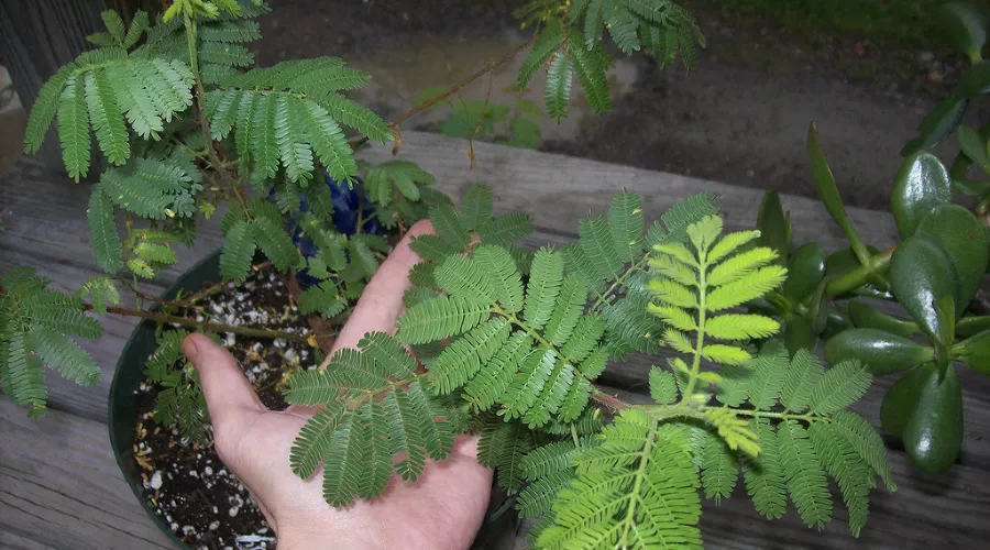 Mimosa tenuiflora &copy;&nbsp;Фото с сайта wikimedia.org