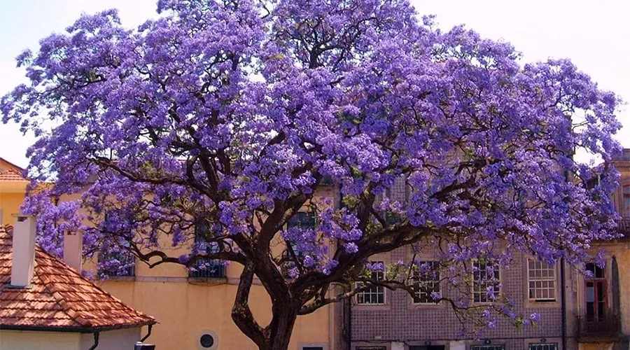 Павловния &copy;&nbsp;Фото с сайта pixabay.com