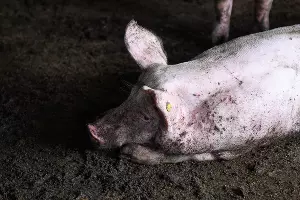  &copy;&nbsp;Фото Елены Синеок, Юга.ру