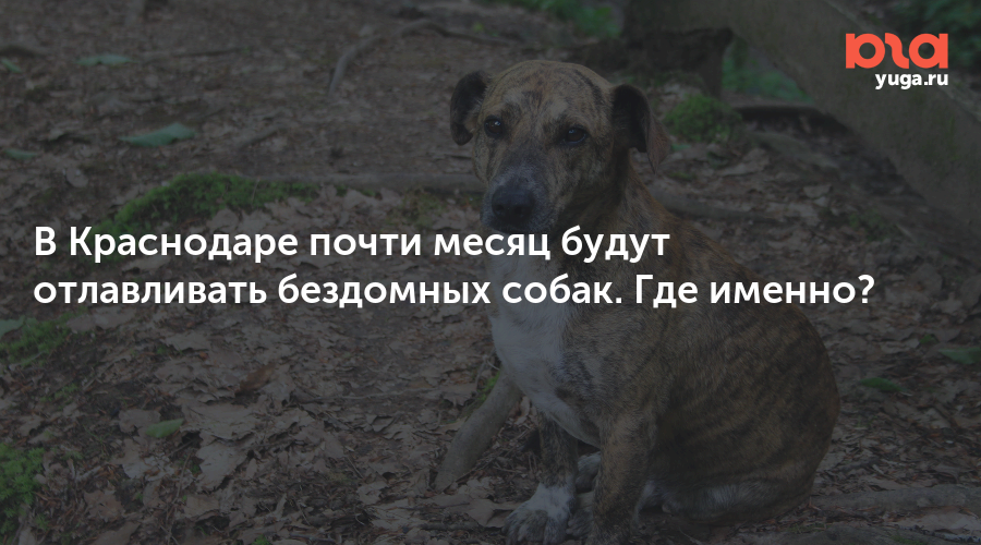 В Краснодаре почти месяц будут отлавливать бездомных собак. Где именно?