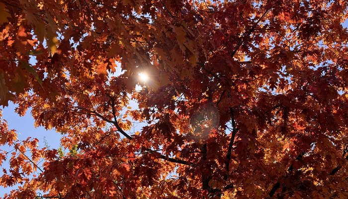 Каштаны, белки и алые клены