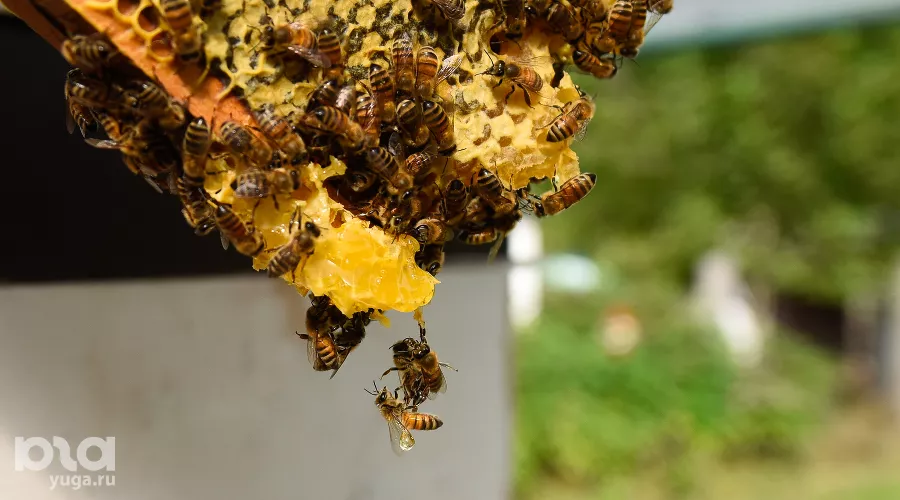 Пасека &copy;&nbsp;Фото Елены Синеок, Юга.ру