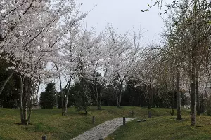 Сливовая роща Умэбаяси в Японском саду &copy;&nbsp;Фото Марины Солошко, Юга.ру