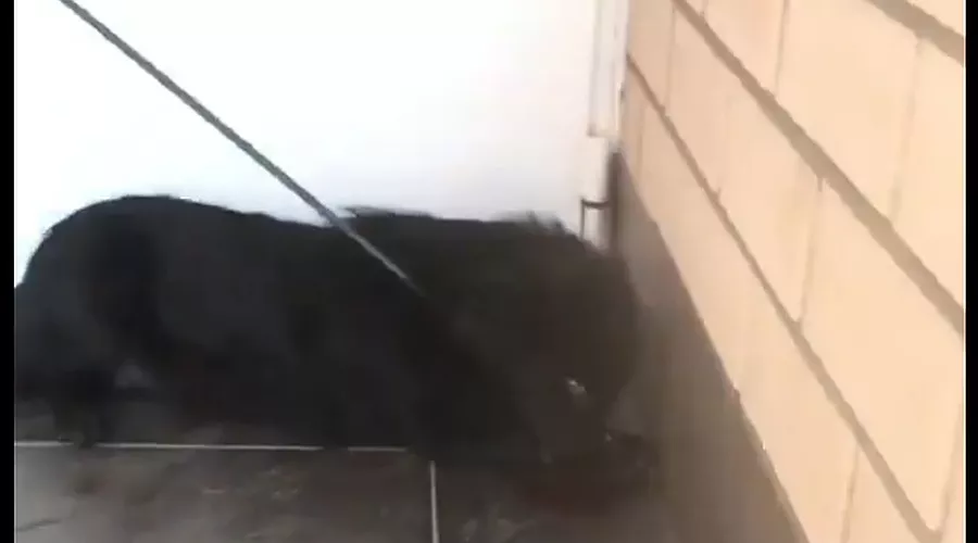  &copy;&nbsp;Скриншот из видео