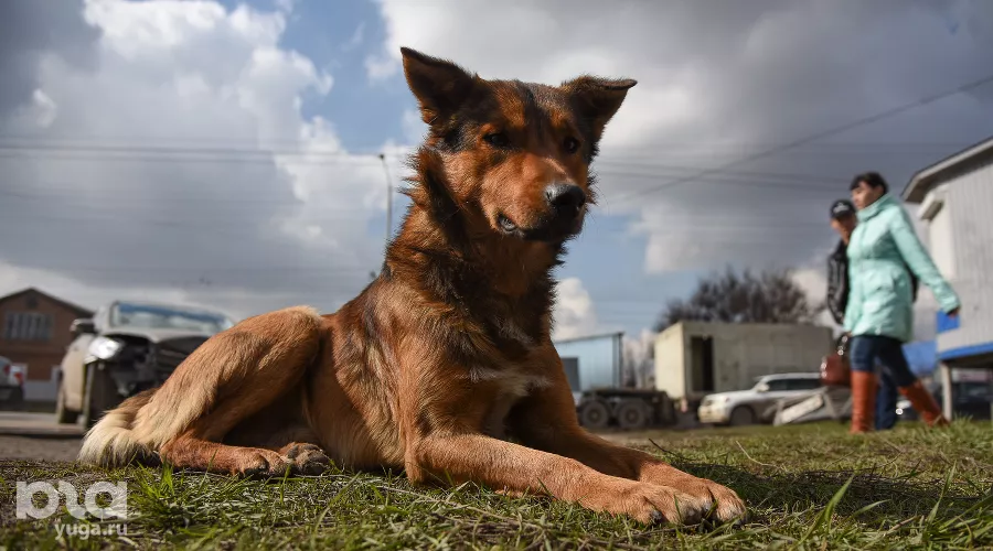  &copy;&nbsp;Фото Елены Синеок, Юга.ру