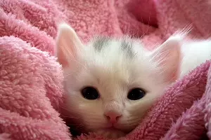 Кошка &copy;&nbsp;Фото с сайта pixabay.com