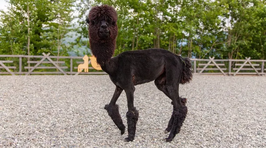  &copy;&nbsp;Фото пресс-службы курорта &laquo;Роза Хутор&raquo;