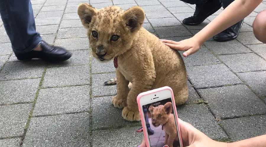  &copy;&nbsp;Фото со страницы instagram.com/ecology.sochi