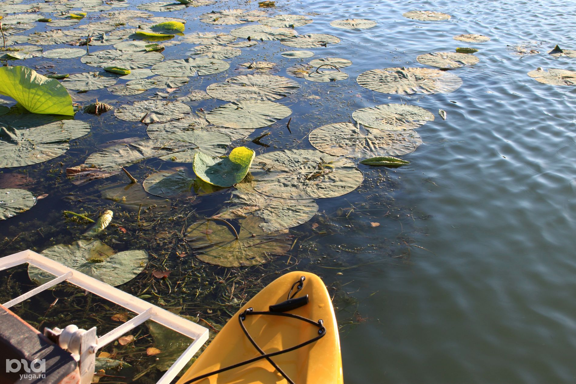 Лотосы в озере Старая Кубань © Фото Марины Солошко, Юга.ру