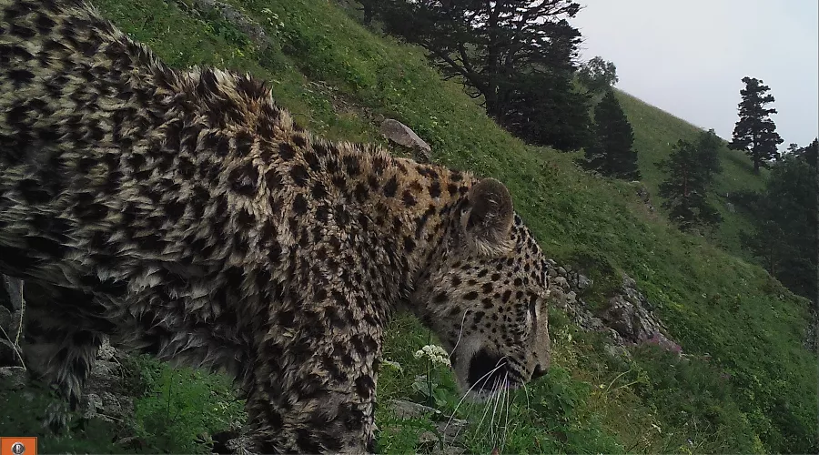  &copy;&nbsp;Фото пресс-службы Кавказского заповедника