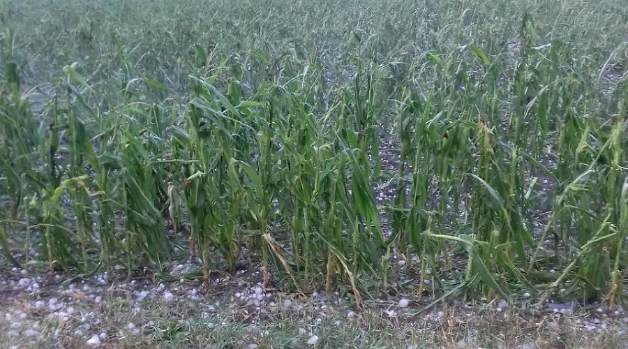  &copy;&nbsp;Фото пресс-службы ПАО &laquo;Кубаньэнерго&raquo;