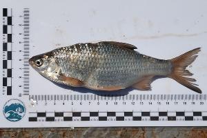  © Скриншот фото с сайта ЮНЦ РАН