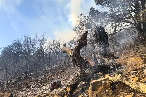 Пожар в заповеднике «Утриш» &copy;&nbsp;Фото Виталия Кавтарадзе
