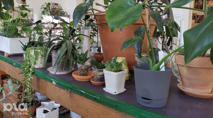  &copy;&nbsp;Фото Иолины Грибковой, Юга.ру