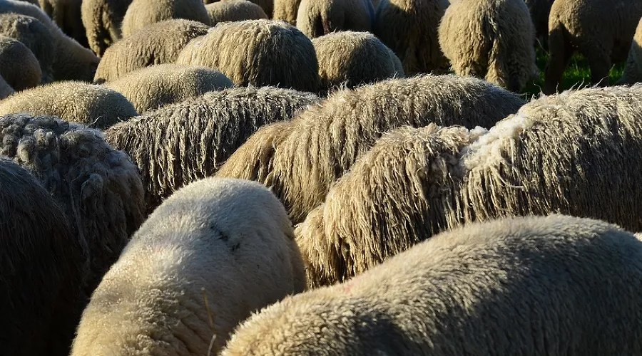  &copy;&nbsp;Фото с сайта pixabay.com